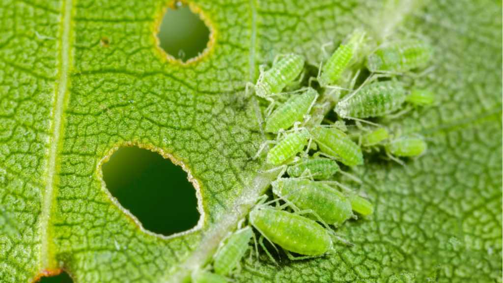 Blattläuse auf Blatt