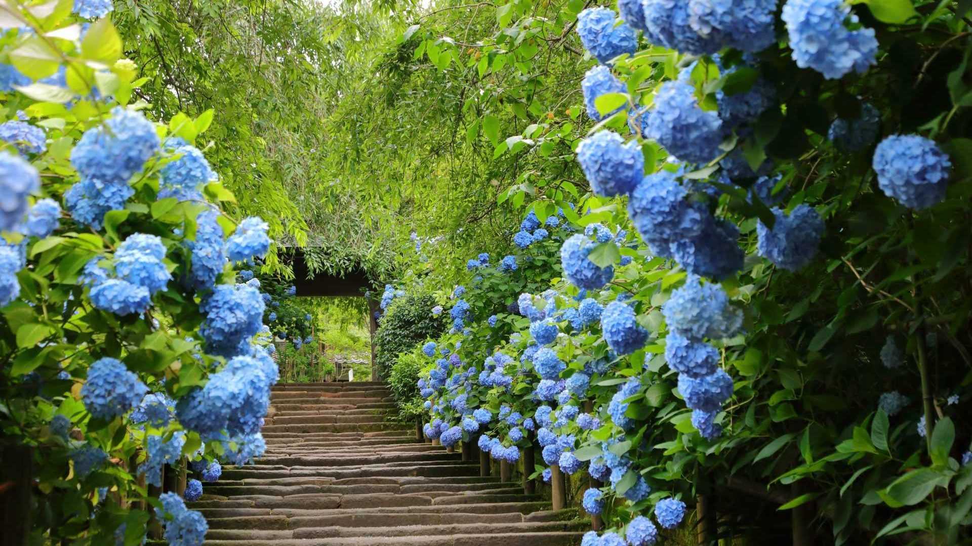 Blaue Hortensien durch Hortensiendünger erzielen