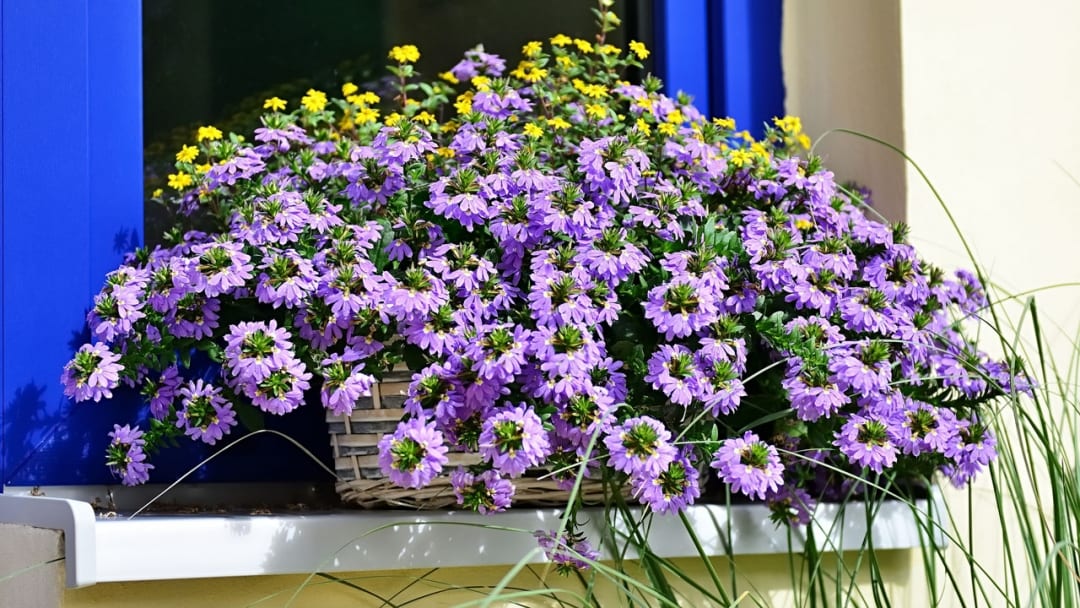 Blaue Fächerblume So Pflegen Sie die Balkonpflanze Haus