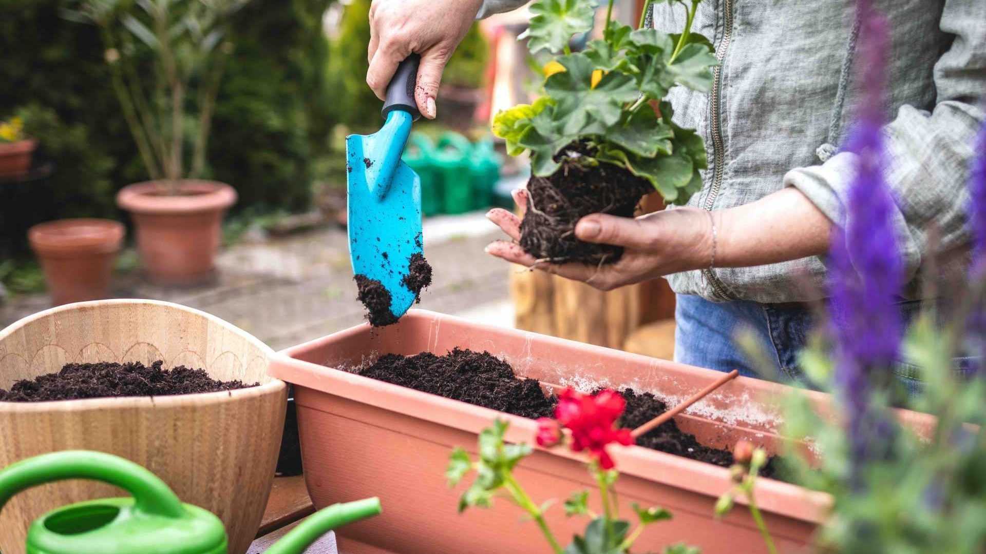 Frau pflanzt Blume ein