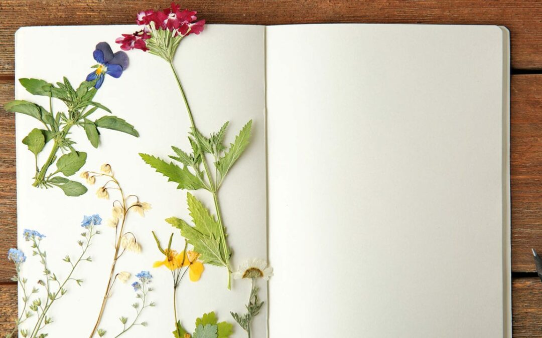 Blumen trocknen – die besten Methoden und Tipps