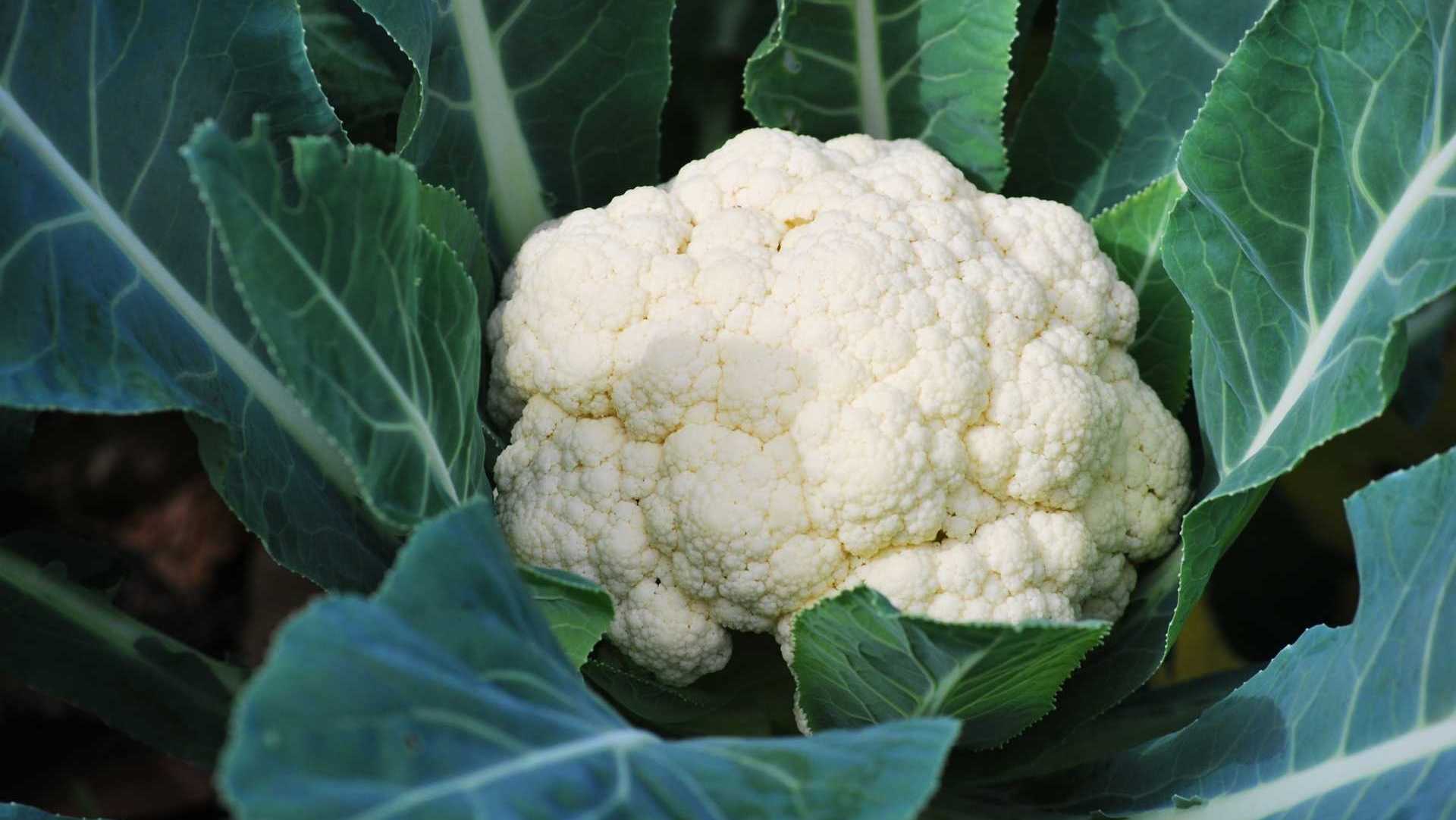 Blumenkohl mit Blättern