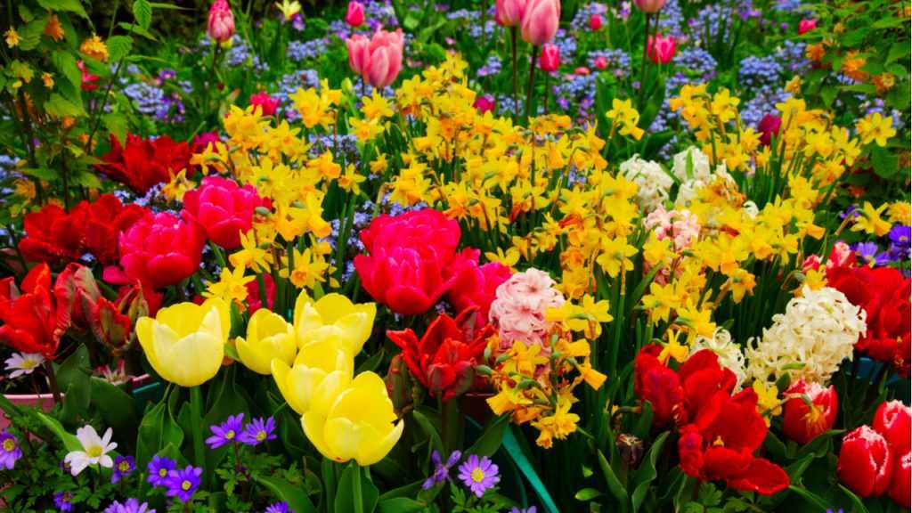 Blumen im Freien.