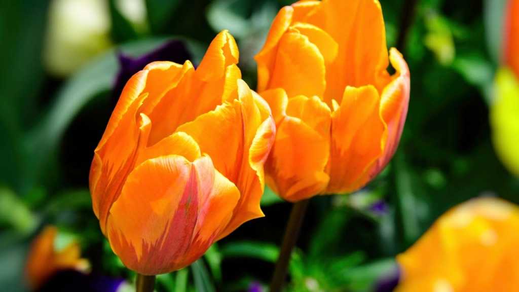 Blumenzwiebeln im Orange