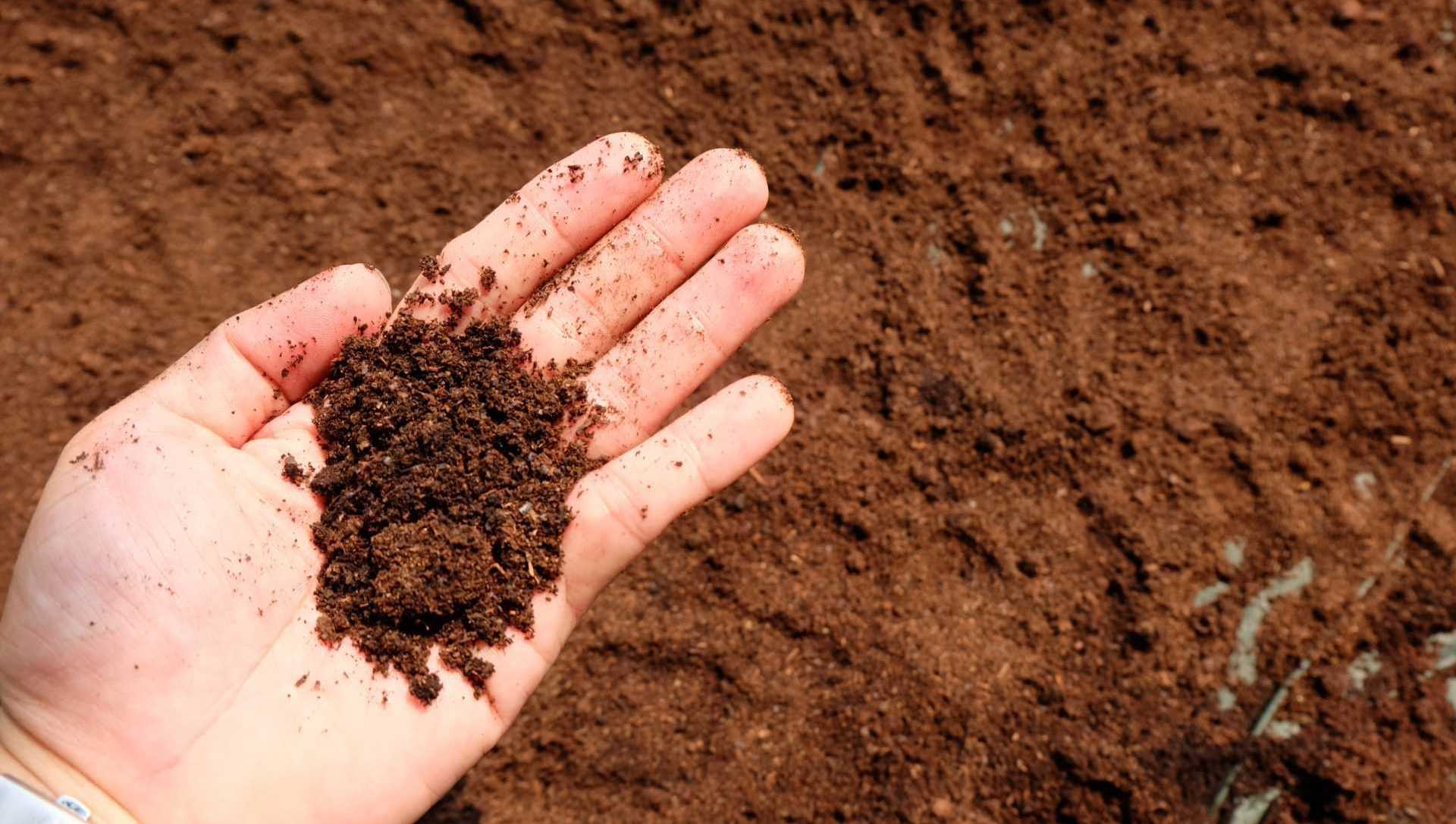 Gartenboden düngen mit Kaffeesatz