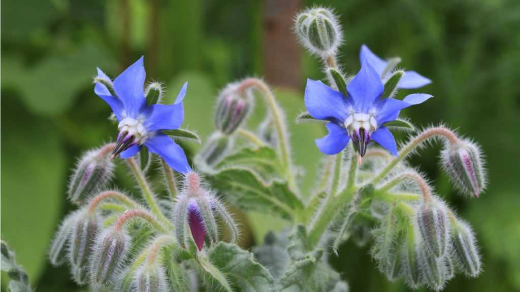 Nahaufnahme Borretsch mit lilafarbenen Blüten