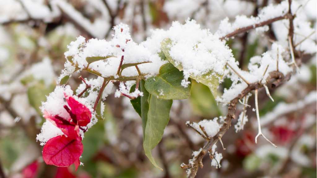 Das Bougainvillea Überwintern gelingt nur im Topf.
