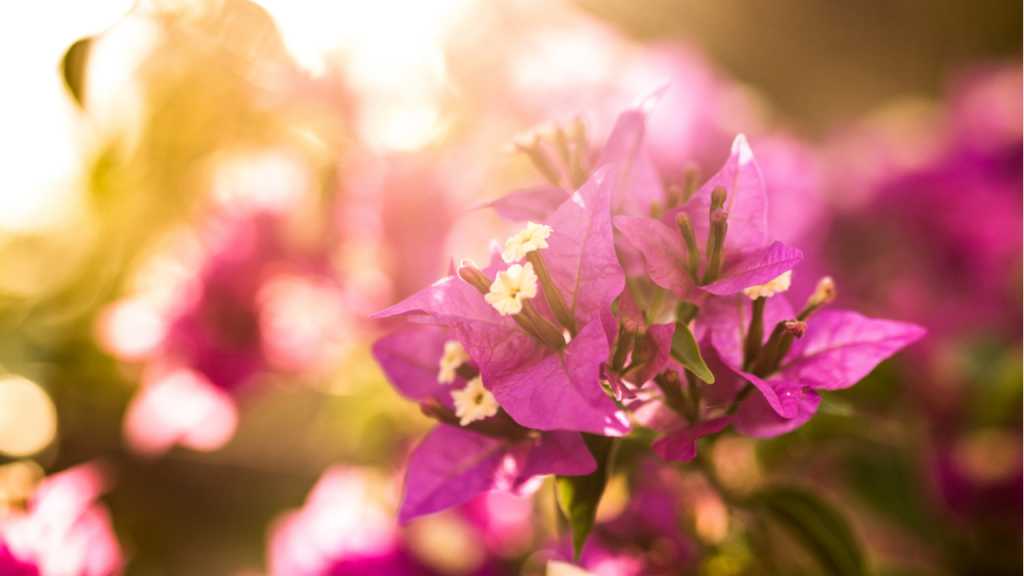Bougainvillea Sorten können sich ab März an wärmere Temperaturen gewöhnen.