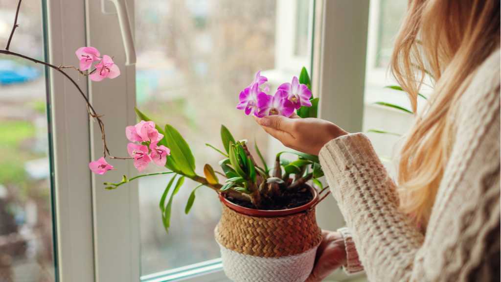 Der Standort beim Bougainvillea Überwintern sollte nicht kühler als 10 Grad Celsius sein.