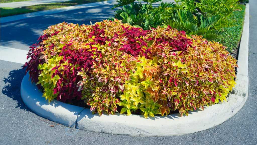 Buntnessel im Blumenbeet