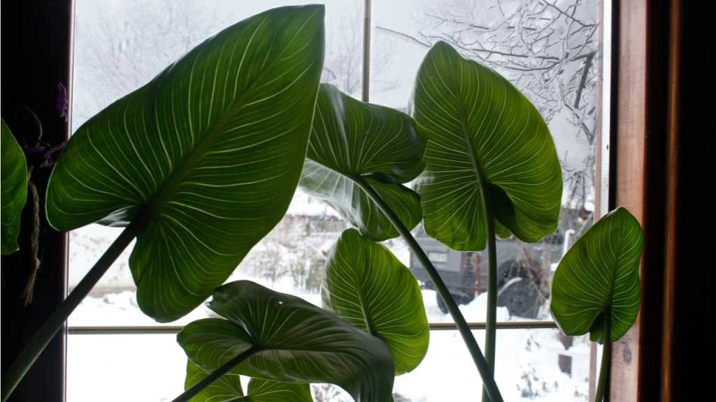 Blätter der Calla, im Hintergrund Fensterrahmen