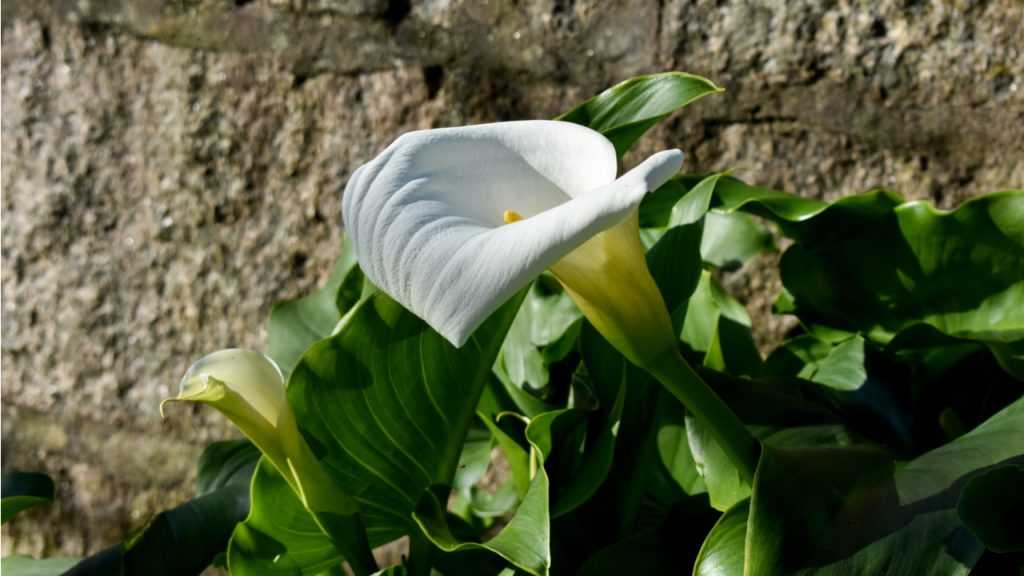 Blüte der Calla vor Steinwand