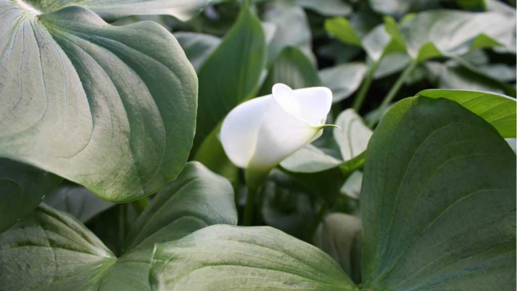 Nahaufnahme von angefrorenen Blättern der Calla