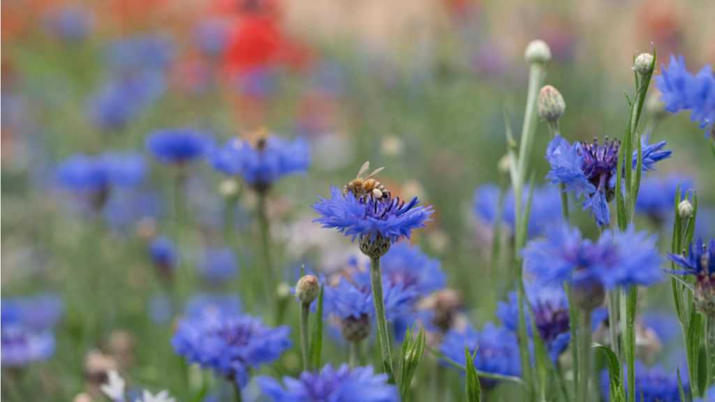 Blumenwiese mit ganz vielen Kornblumen
