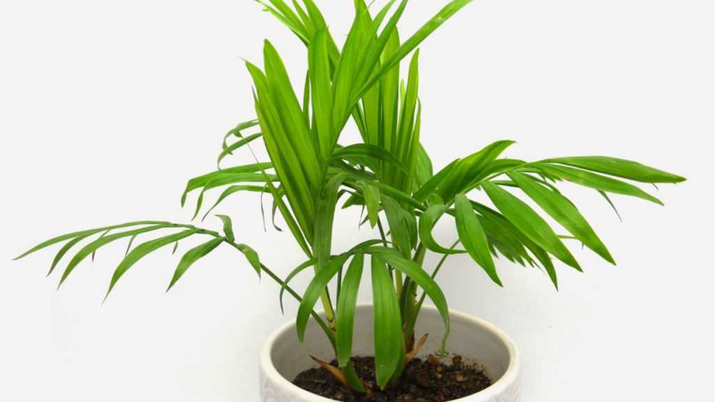 Bergpalme im Topf.
