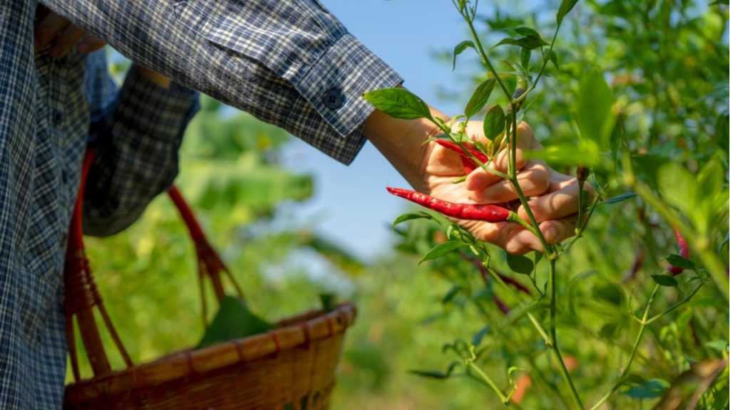 Hand die Chili von Chilipflanze erntet