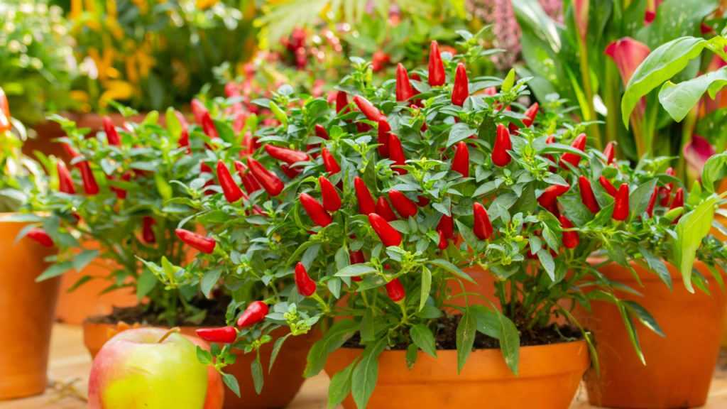 Chillistrauch mit vielen Chilis
