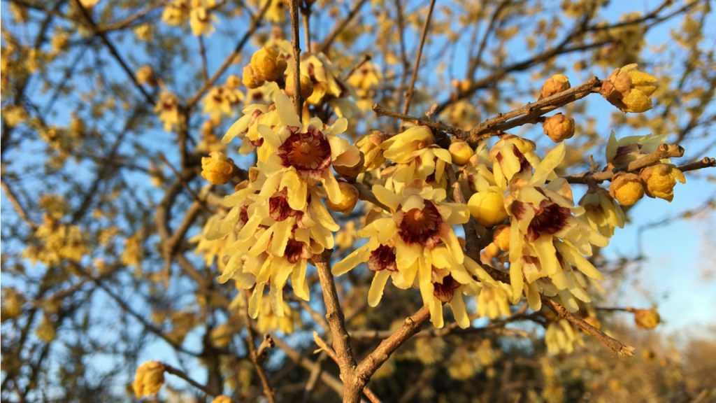 Chimonanthus praecox