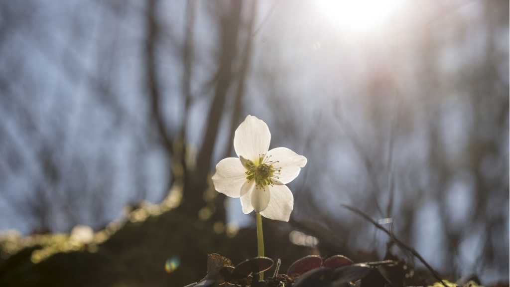 Bei guter Pflege, kann die Staude der Christrose 25 Jahre alt werden.