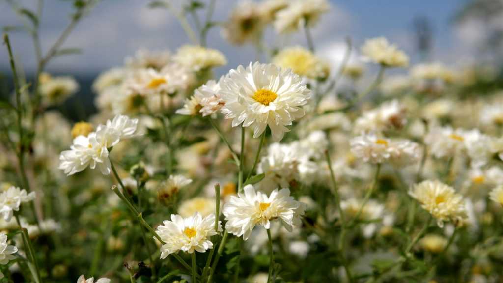 Chrysanthemen