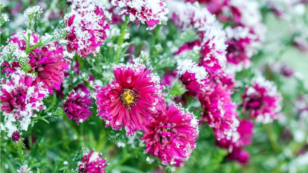 Nahaufnahme von den zugeschneiten blühten der Chrysanthemen