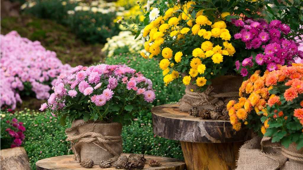 Chrysanthemen in Kübeln