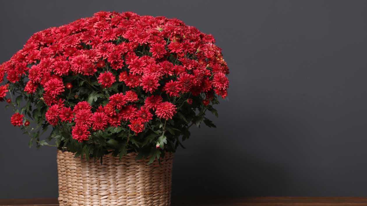 Rote Chrysantheme in einem Korb: sorgt für bessere Raumluft