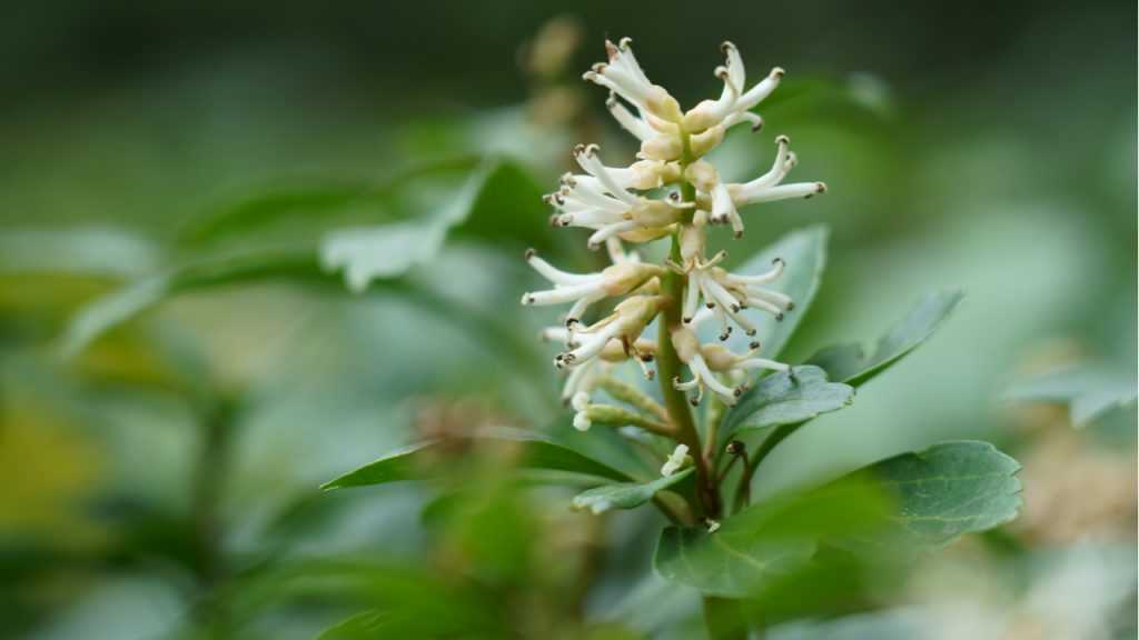 Nahaufnahme der Blüte des Dickmännchen