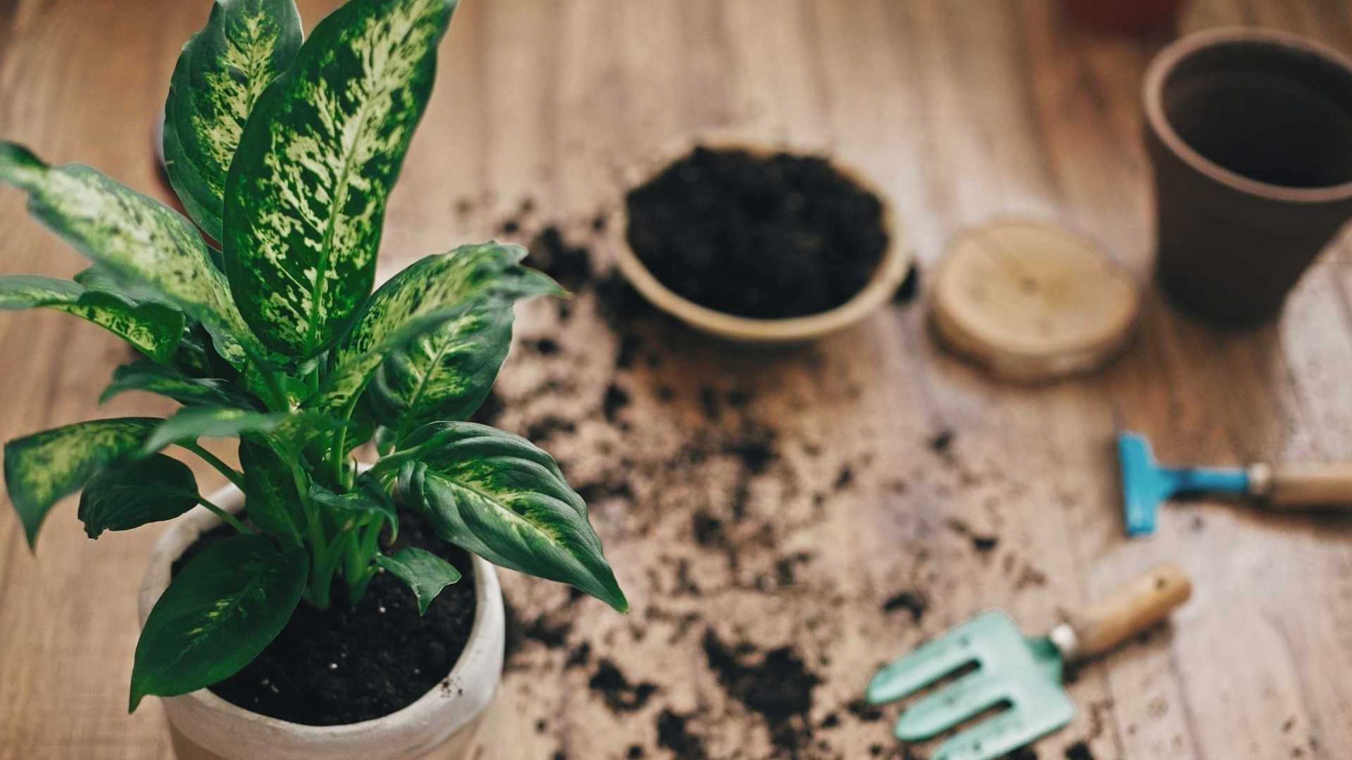 Die Pflege der Dieffenbachia ist nicht allzu schwierig, sofern man ein paar Dinge beachtet