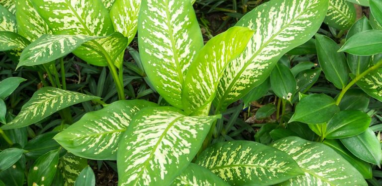 Dieffenbachia Pflege Anspruchlos zur perfekten Zimmerpflanze