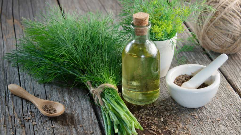 Dill steht auf einem Tisch mit einer kleinen Ölflasche