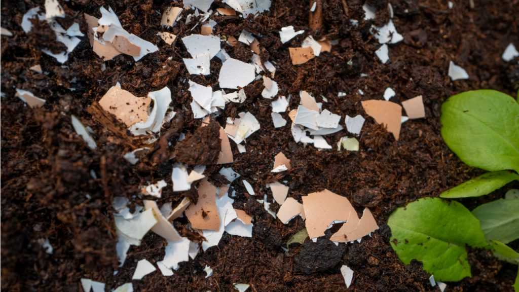 Eierschalen liegen auf Blumenerde