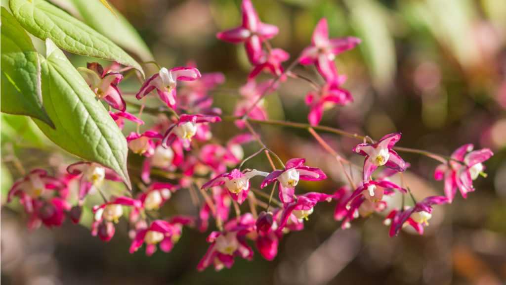 Nahaufnahme der Blüten des Elfenbeins