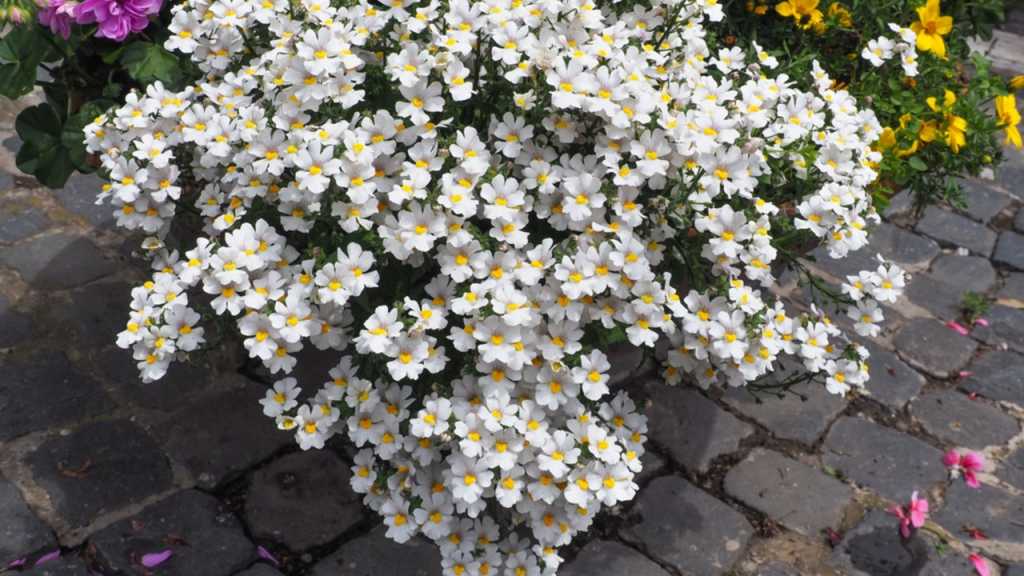 Elfenspiegel
