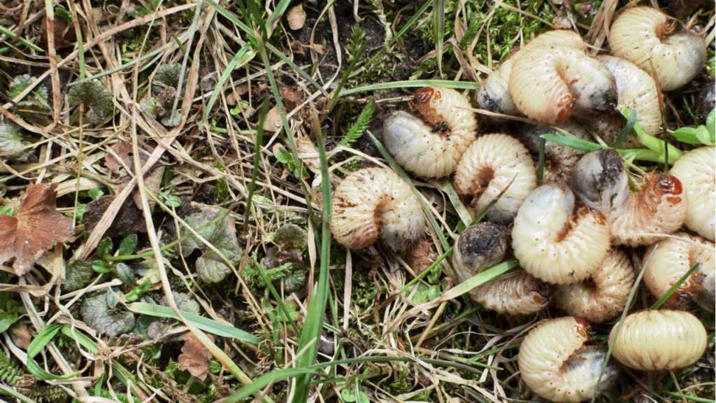 Engerlinge liegen auf Wiese
