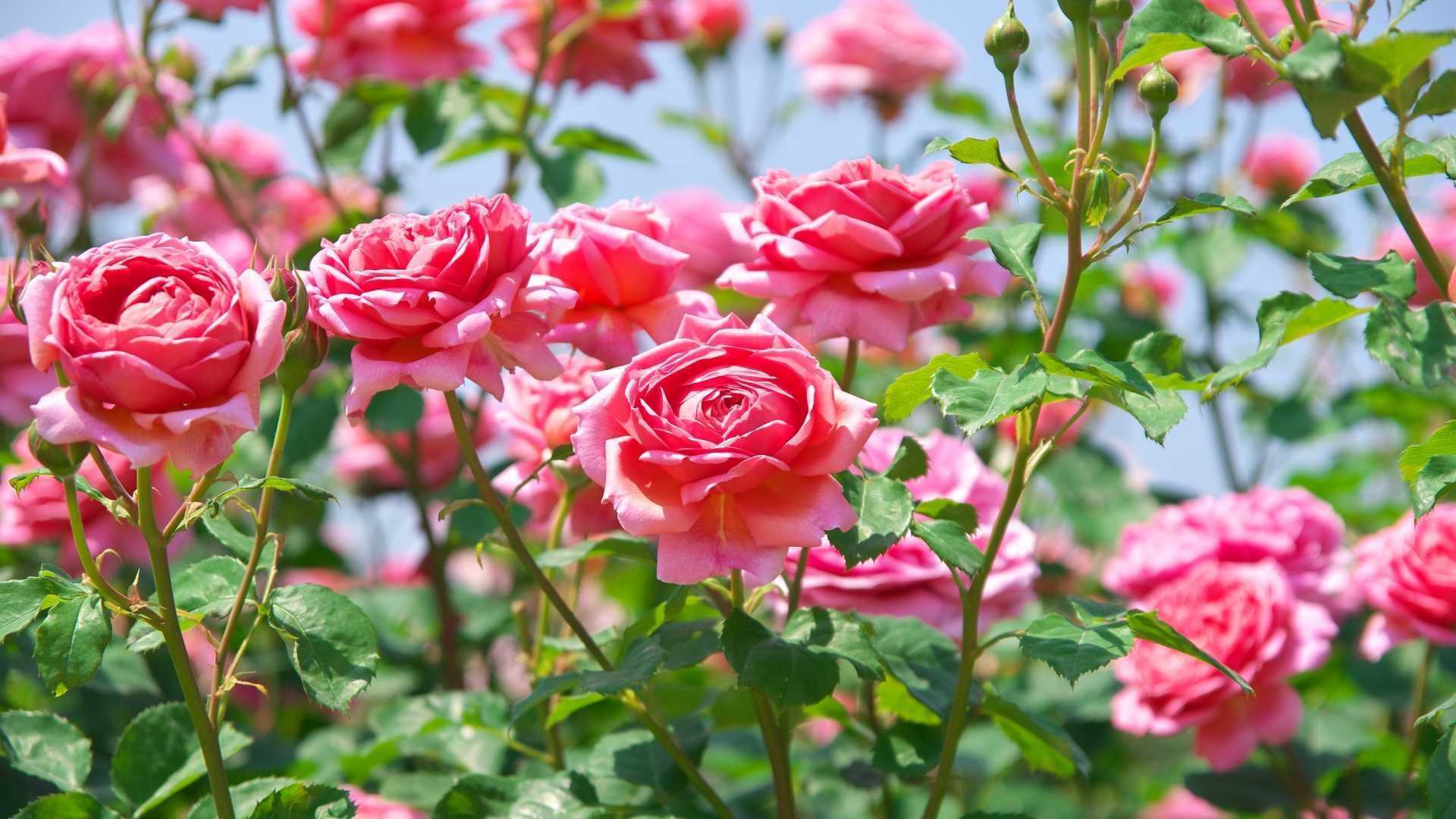 Rosen