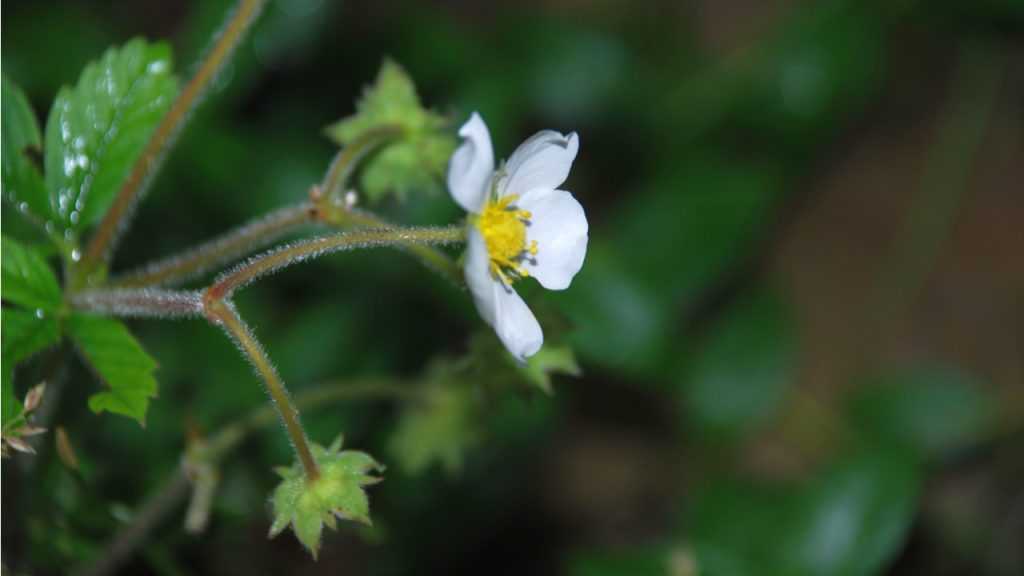 Nahaufnahme der Blüte der Erdbeere