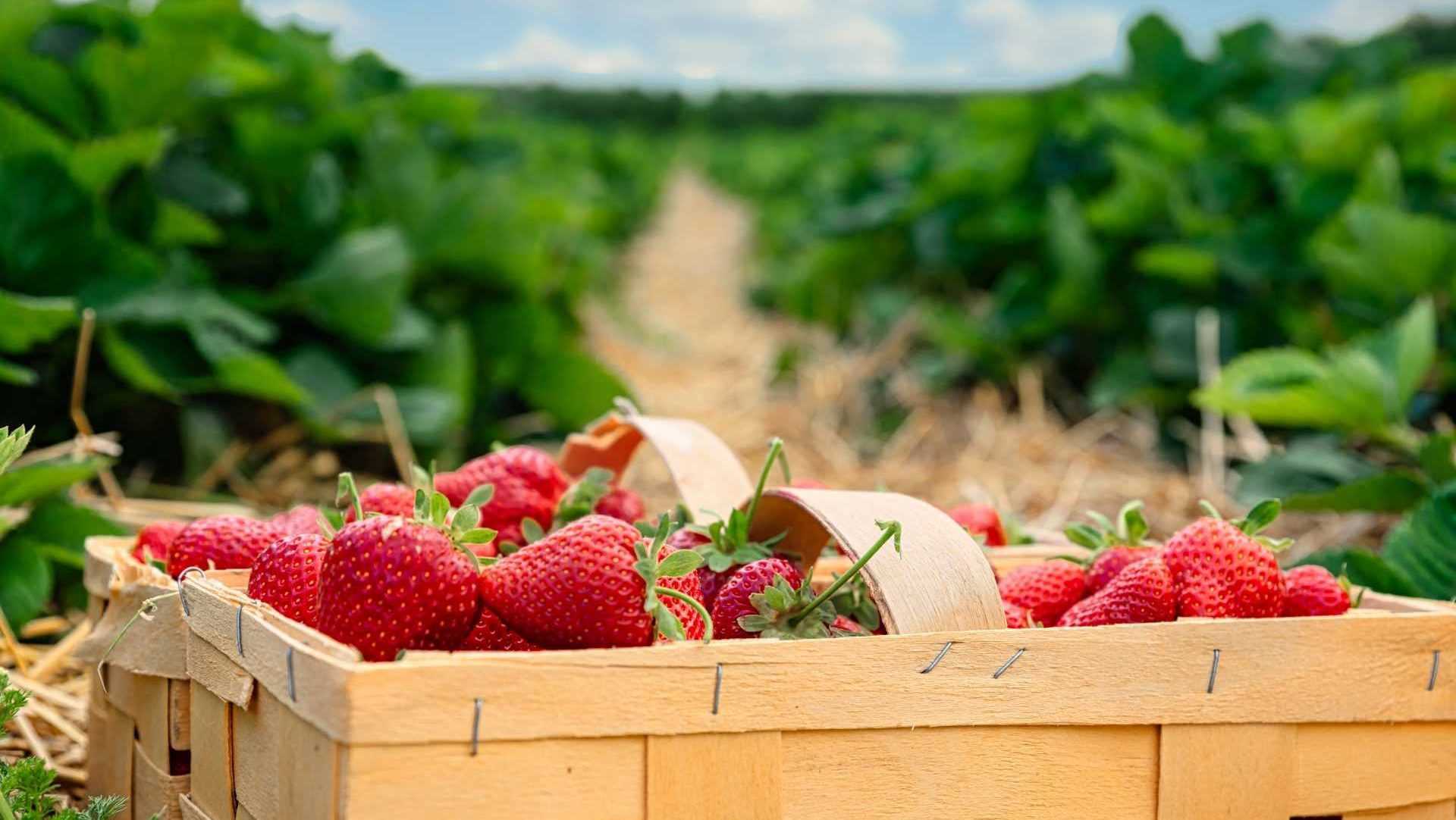 Erbeeren ernten