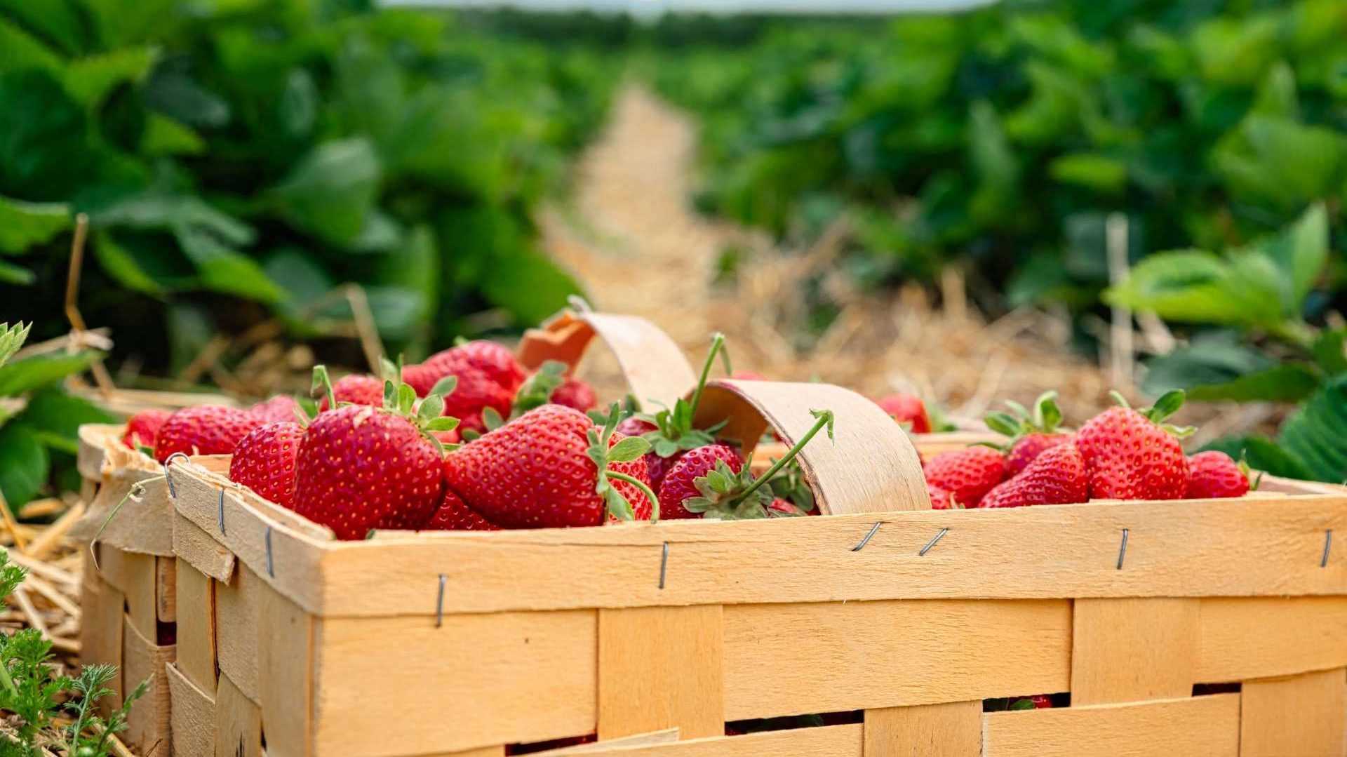 Erdbeeren