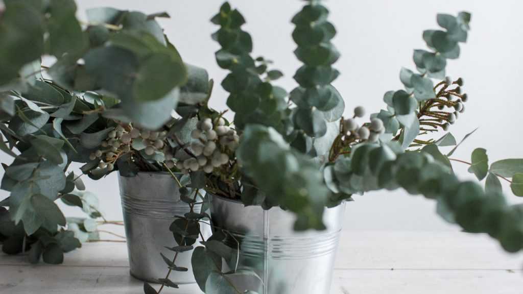 Eukalyptus in einem Metalleimer