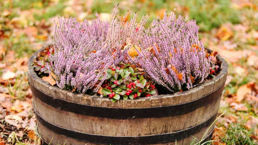 Herbstpflanze im Kübel