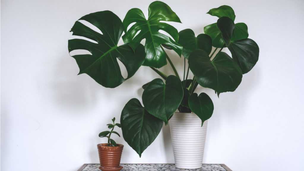 Monstera auf Tisch vor weißer Wand