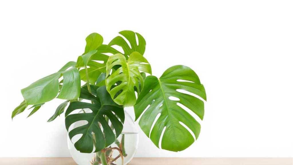 Monstera im Topf.