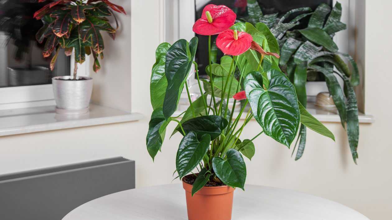 Flamingoblumen sind effektiv luftreinigende Zimmerpflanzen