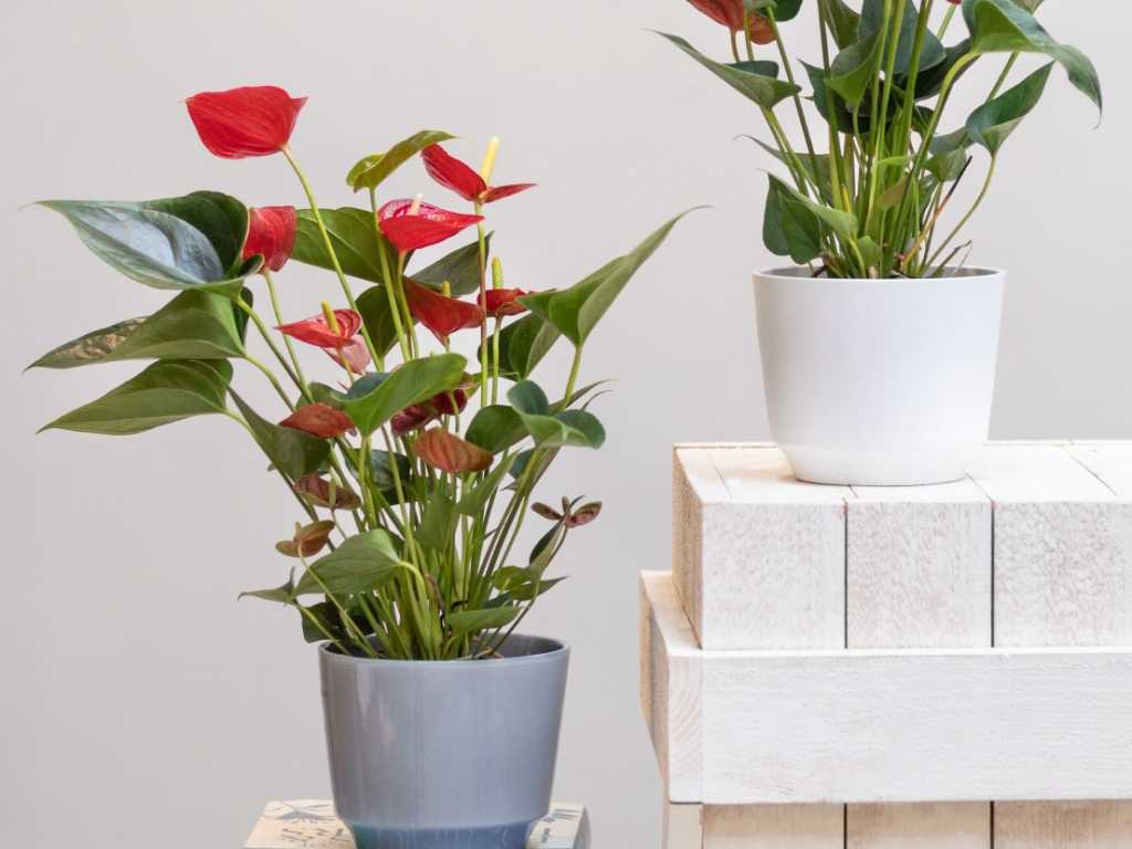 10 wunderschöne blühende Zimmerpflanzen für Ihr Zuhause