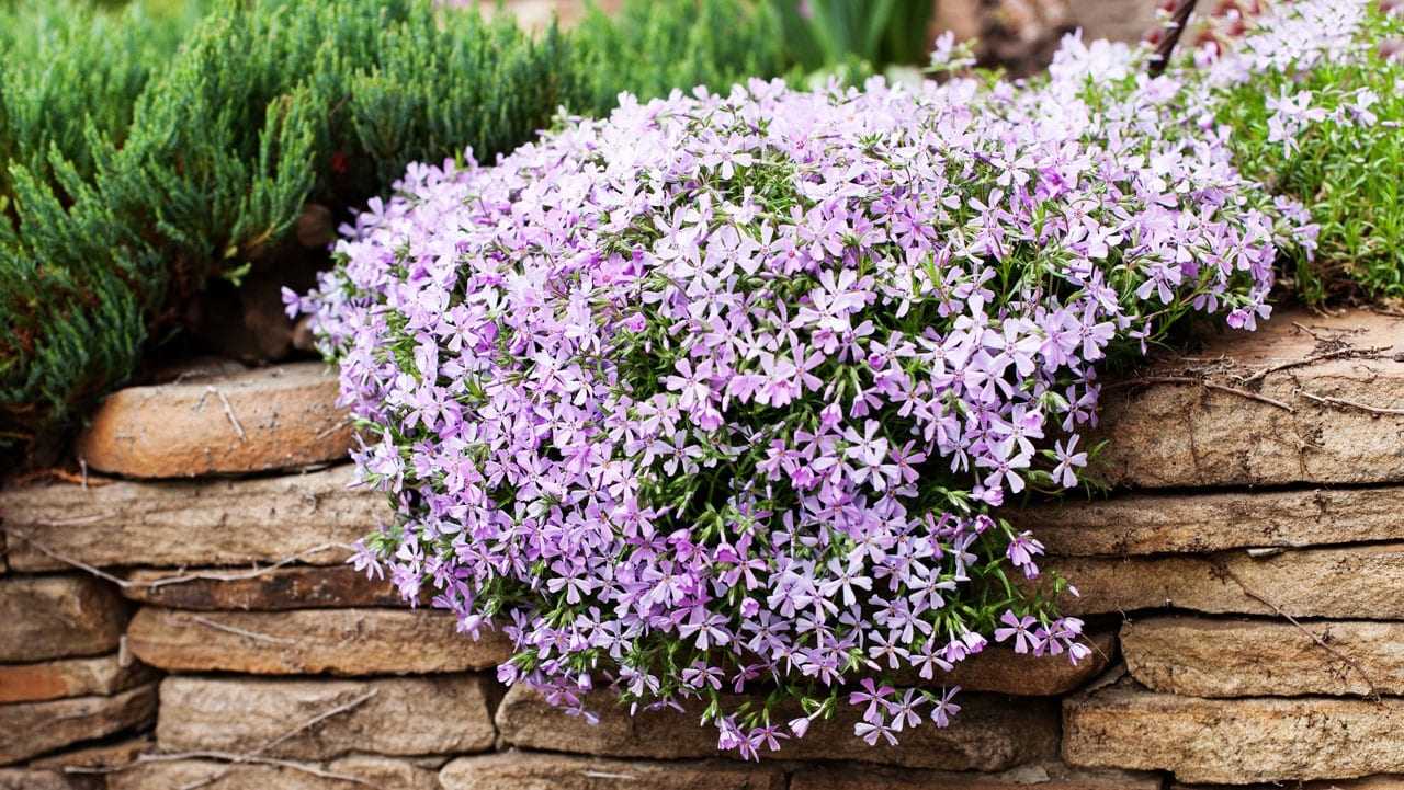 Die Polsterphlox im Garten.