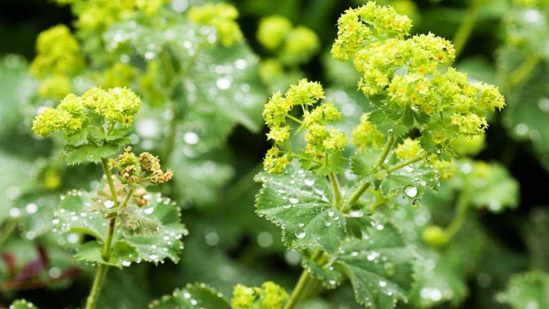 hochgewachsene Stauden mit gelben Blüten.