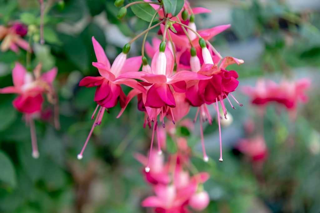 Fuchsien