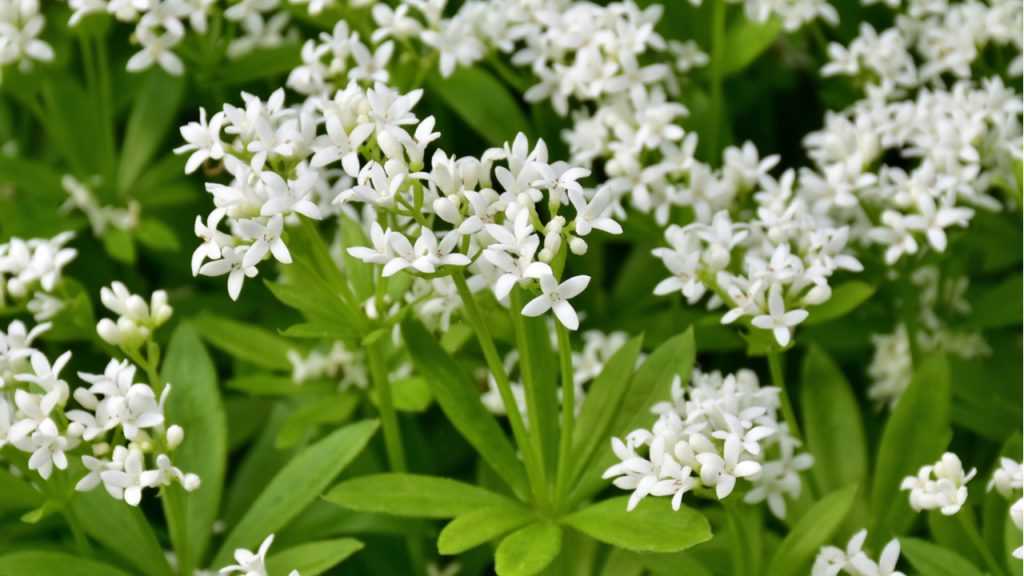 Galium odoratum im Freien.