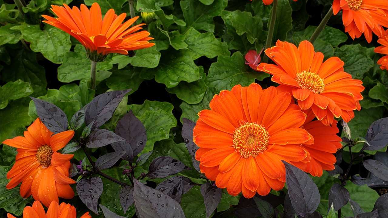Gazanien Pflege So Werden Sie Farbkraftig Bluhen Haus Garten Profi